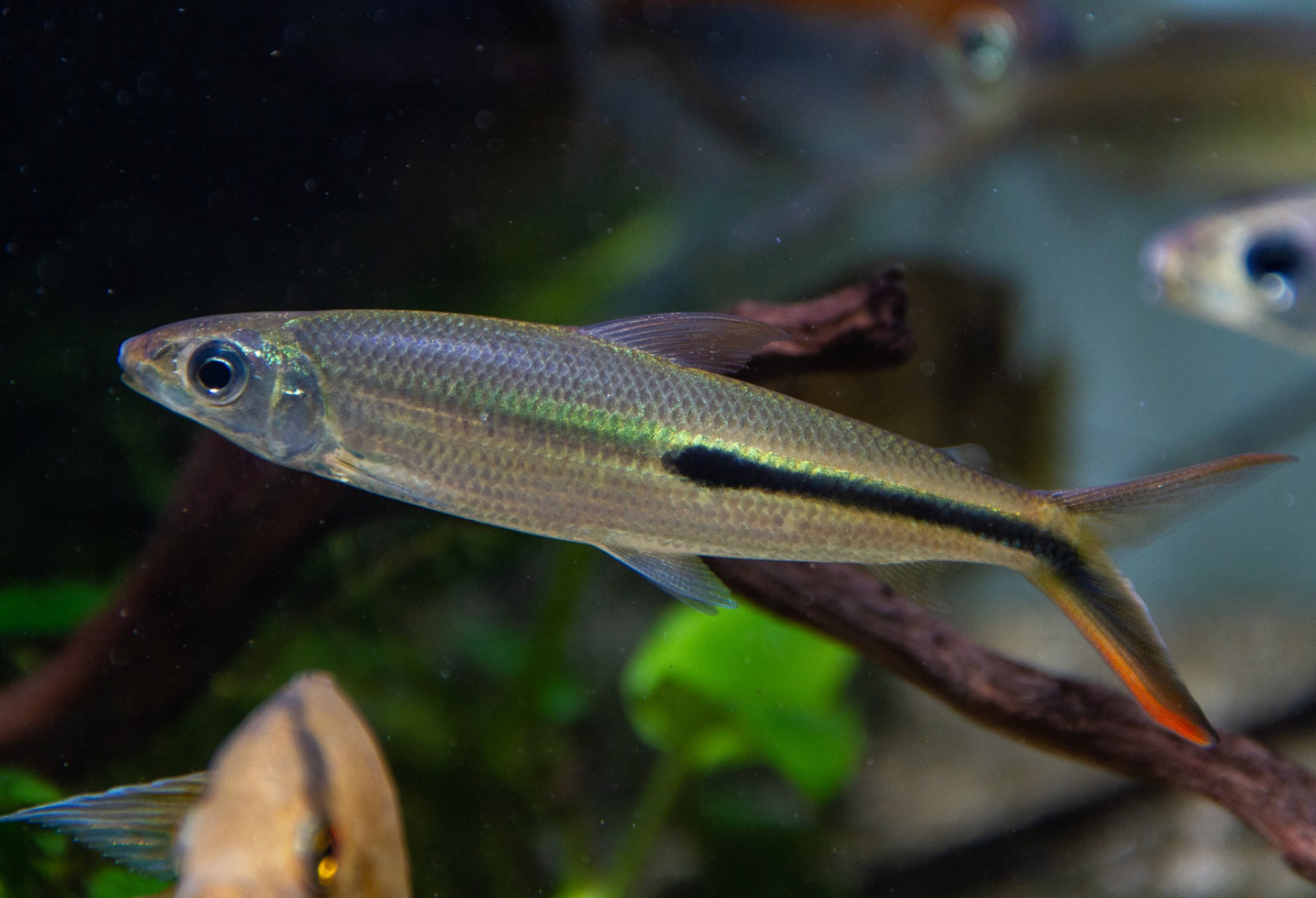 Red Tail Hemiodus