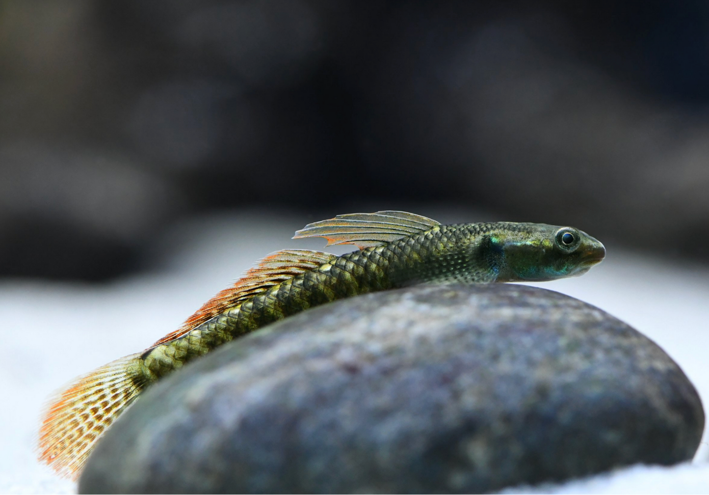 Rainbow Stiphodon Goby