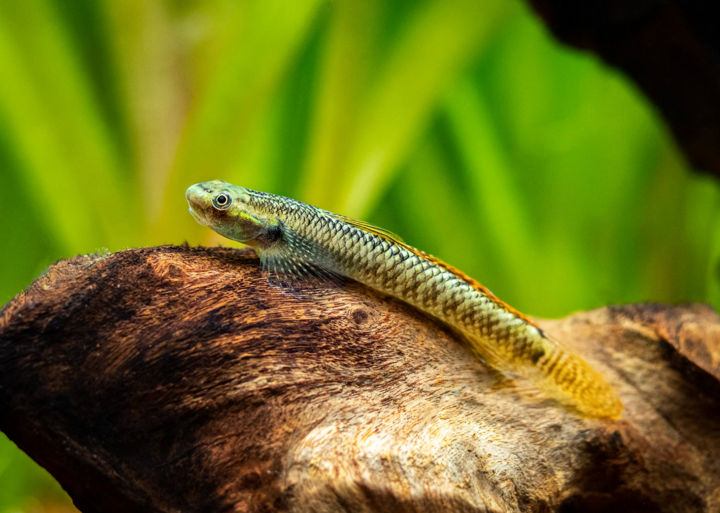 Rainbow Stiphodon Goby