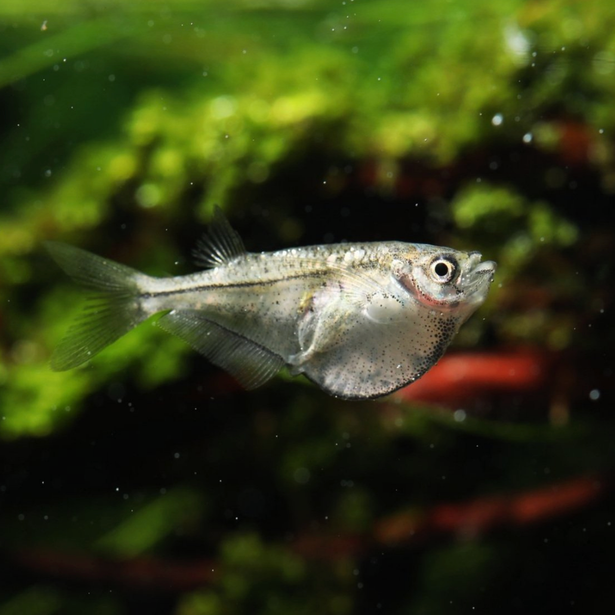 Pygmy Hatchet- Group of 3