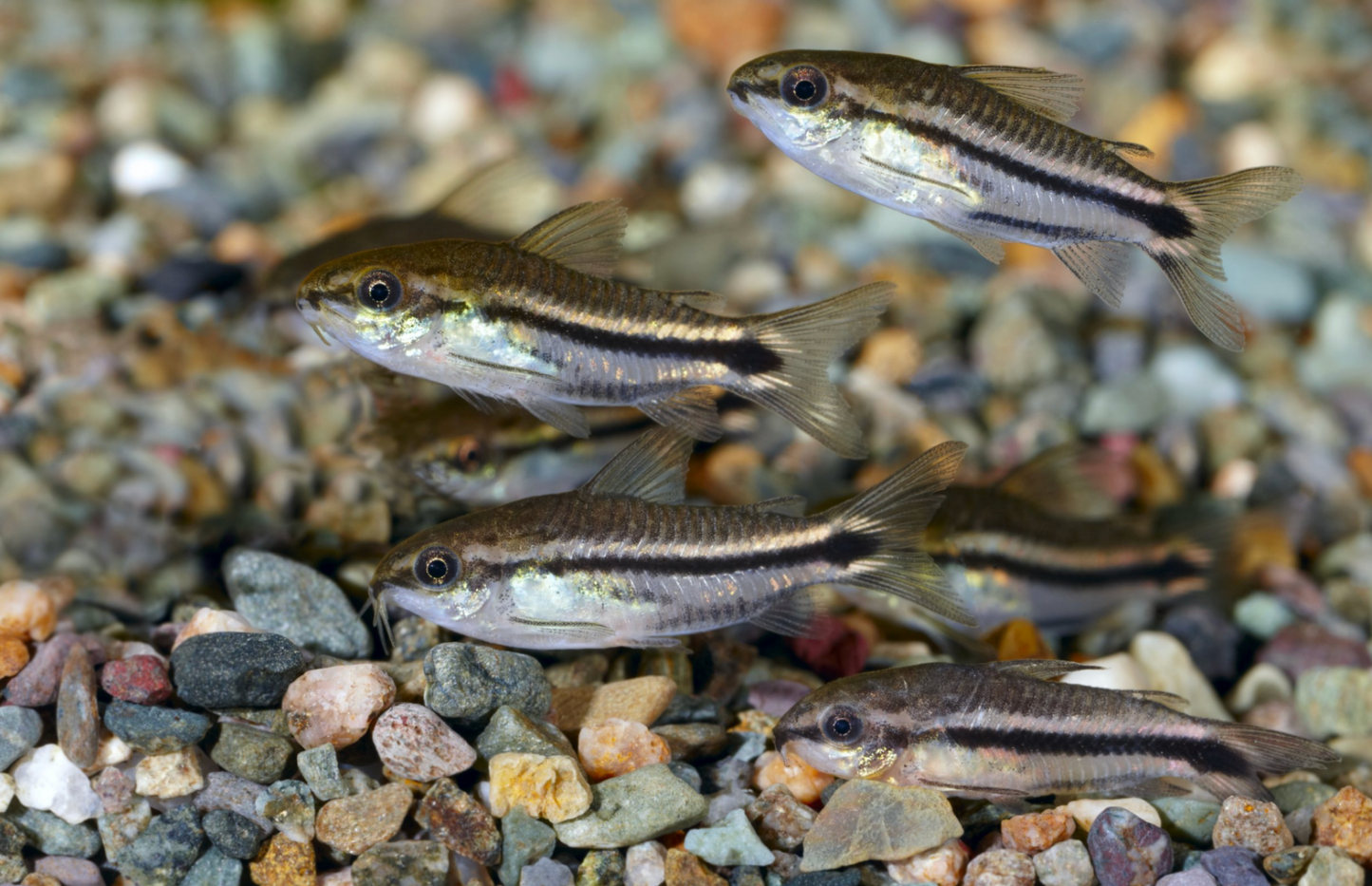 Pygmy Cory