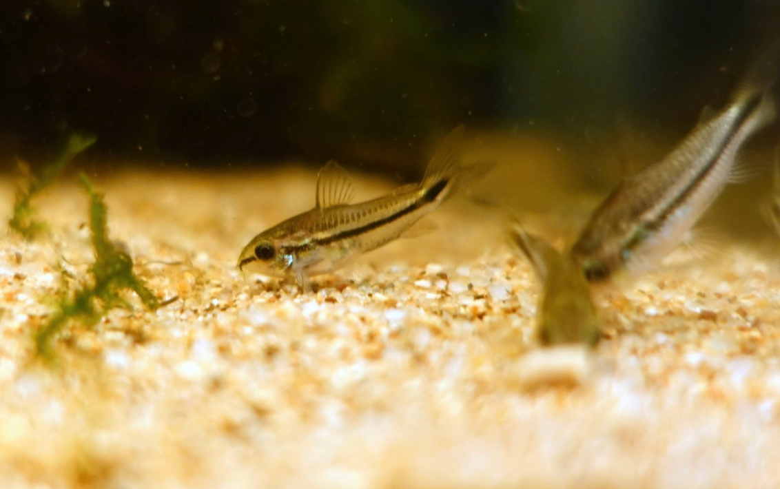 Pygmy Cory