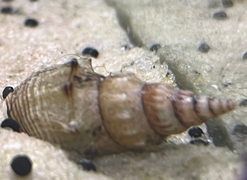 Prambanan Snail