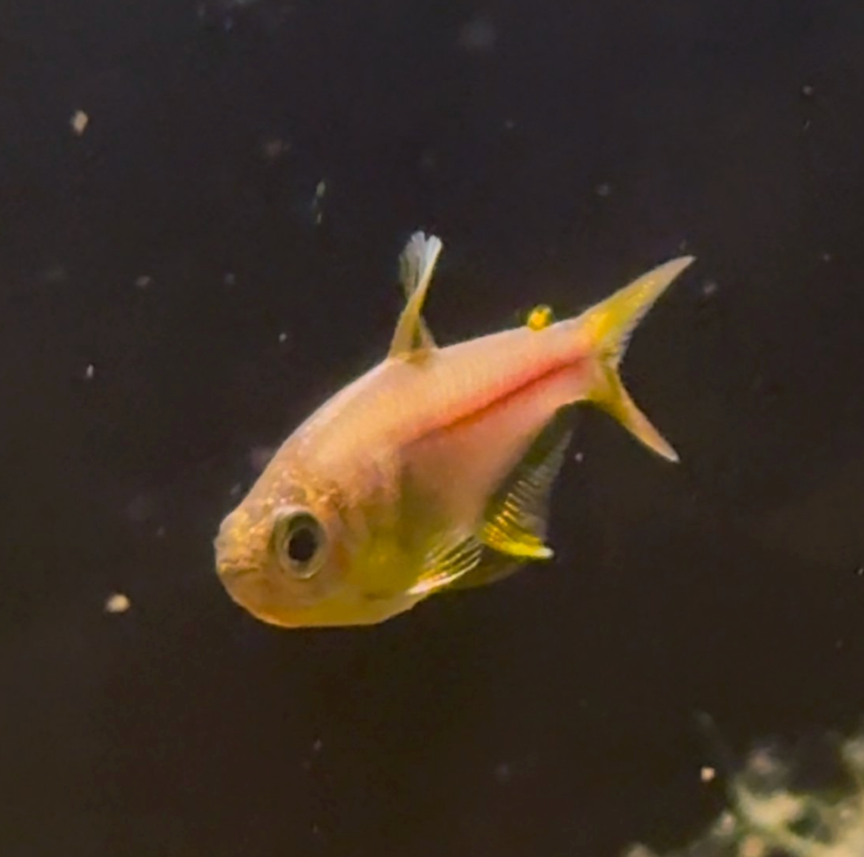 Pink Lemon Tetra