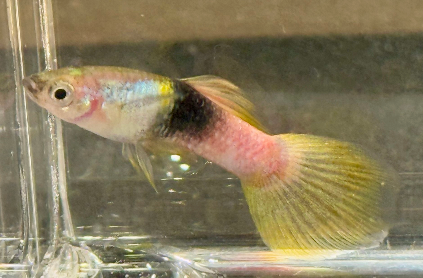 Pingu Guppy- Male