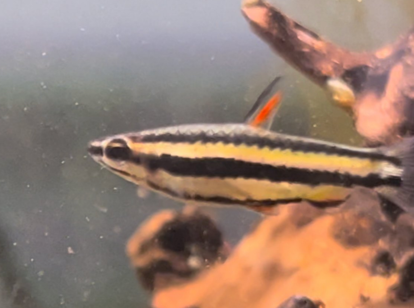 Peruvian Dwarf Pencilfish