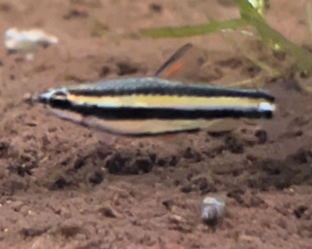 Peruvian Dwarf Pencilfish
