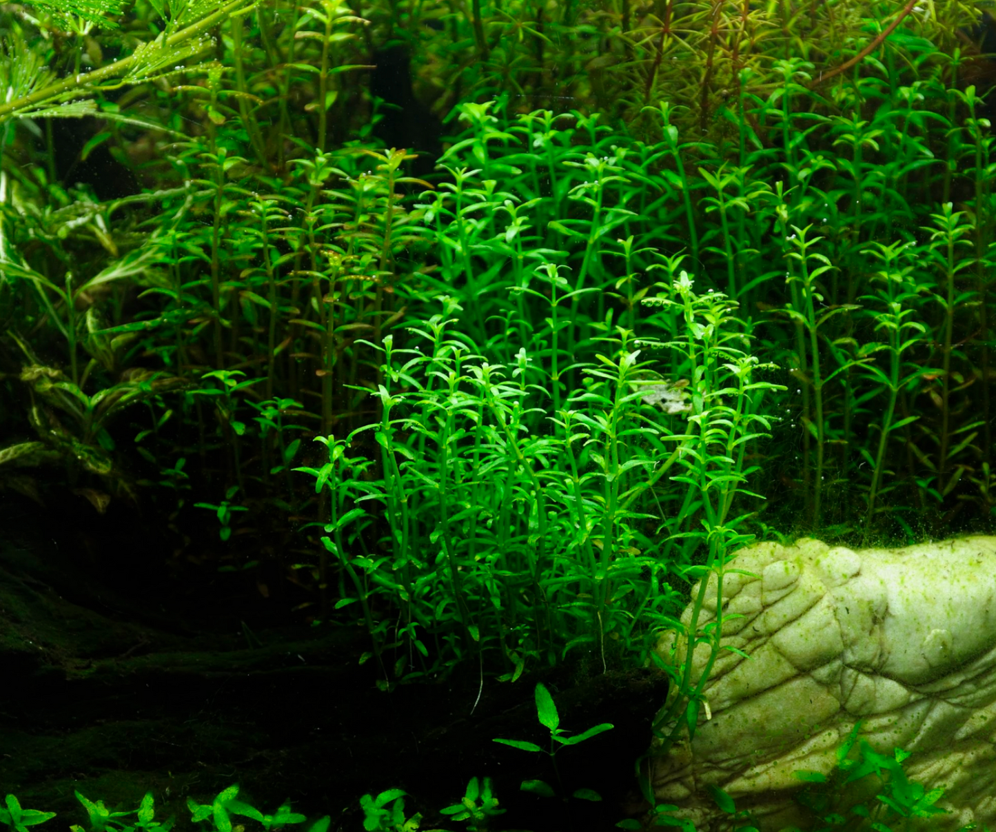 Pearlweed-Pot