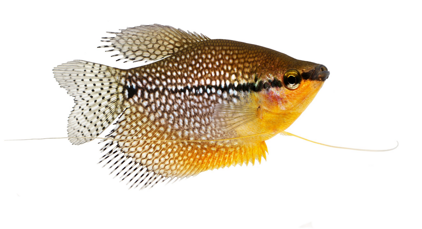 Pearl Gourami