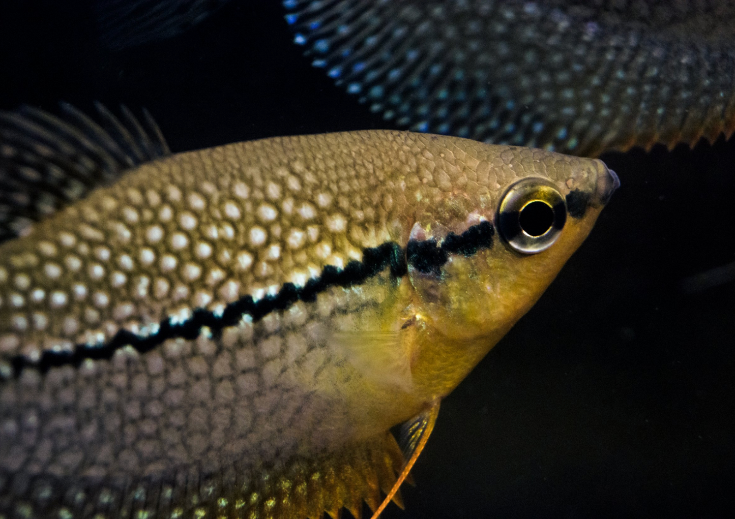 Pearl Gourami