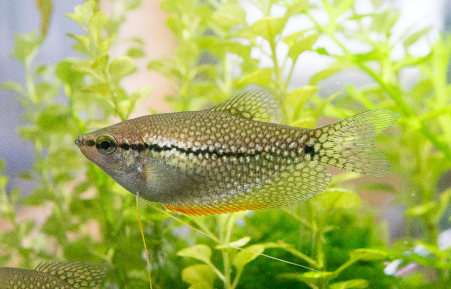 Pearl Gourami