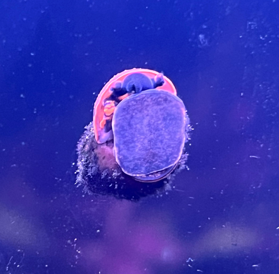 Papua Blueberry Snail