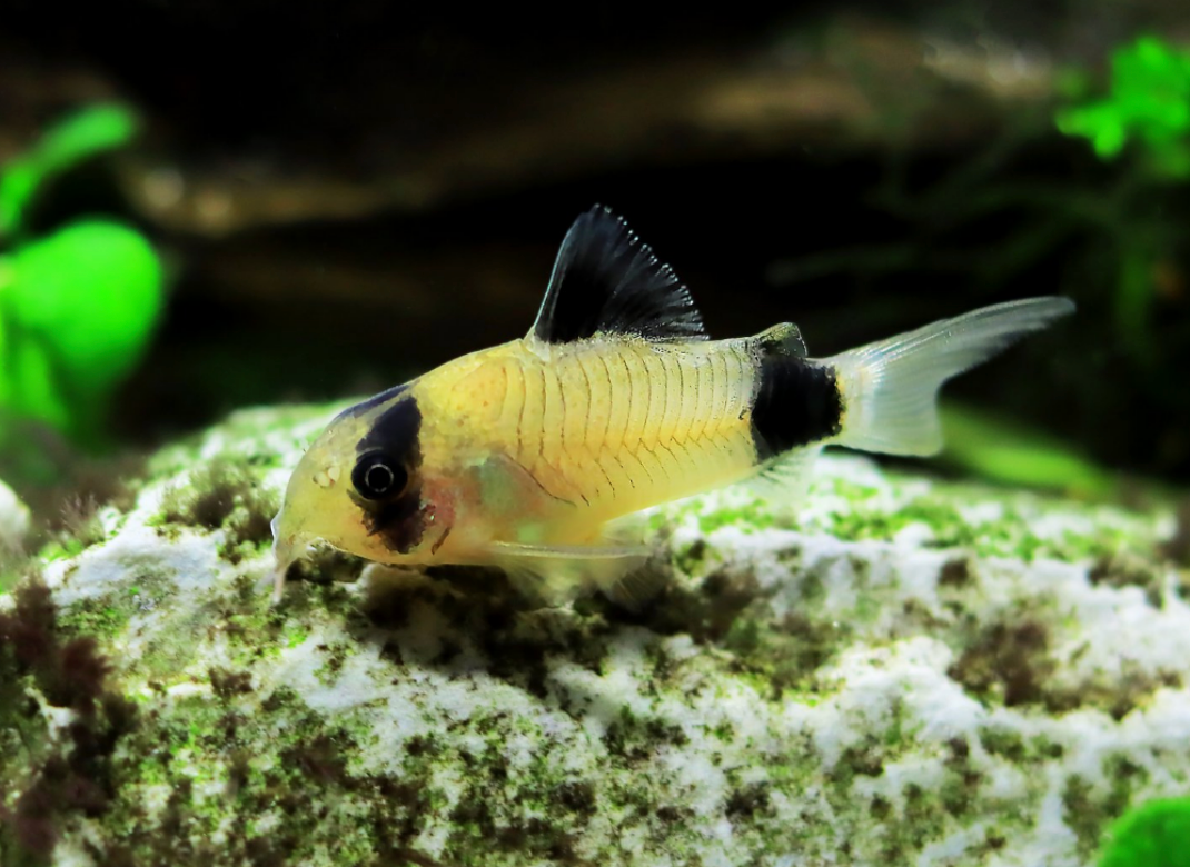 Panda Cory-S