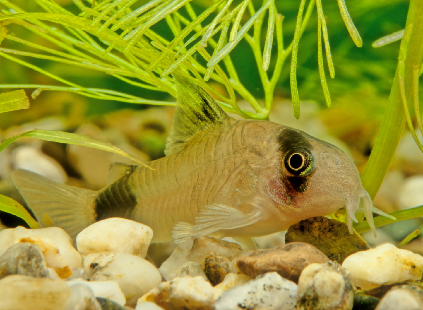 Panda Cory-S