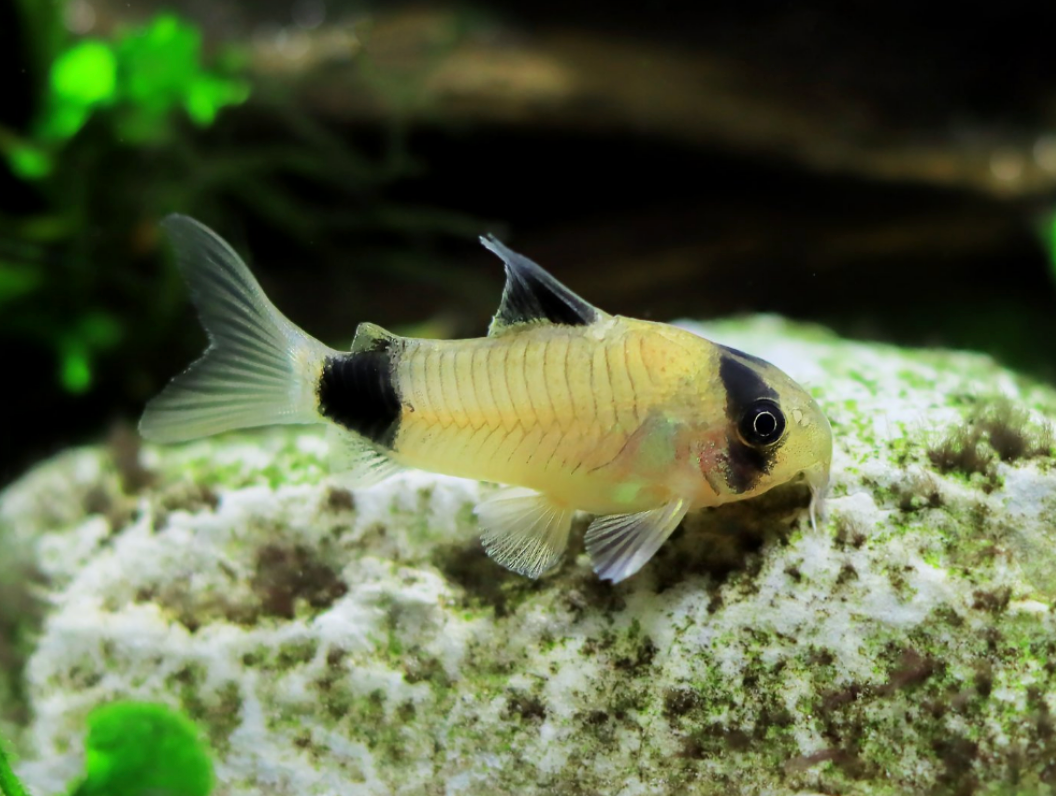 Panda Cory-S