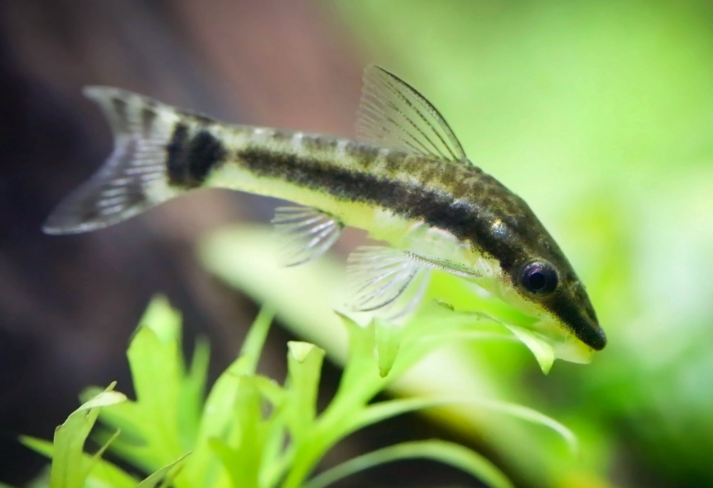 Otocinclus - WILD L