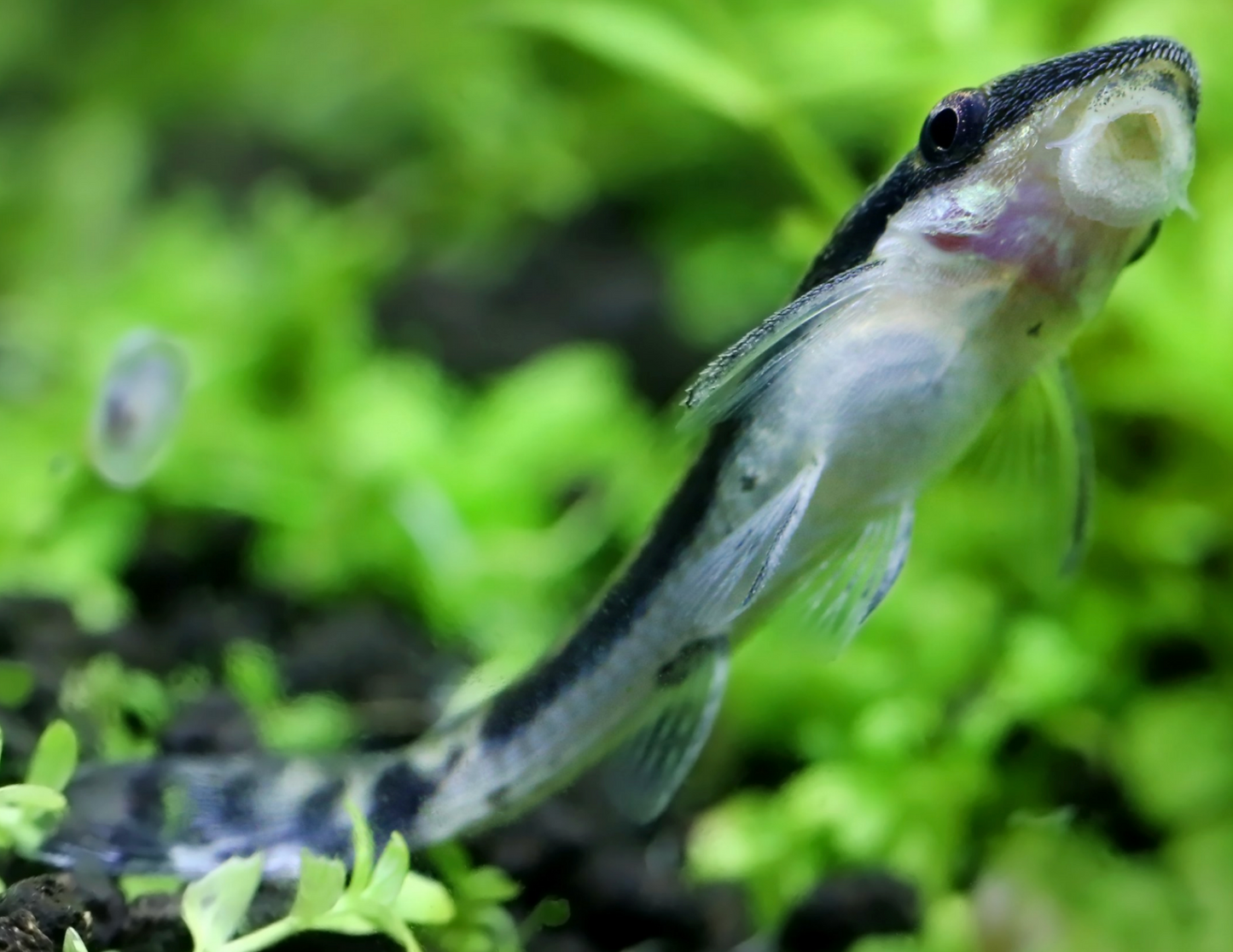 Otocinclus - WILD L