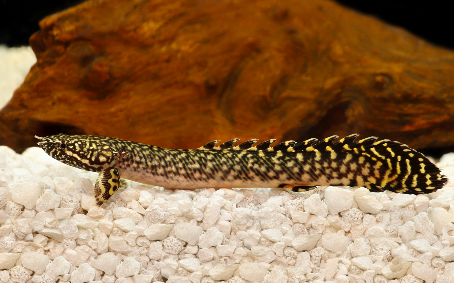 Ornate Bichir-S