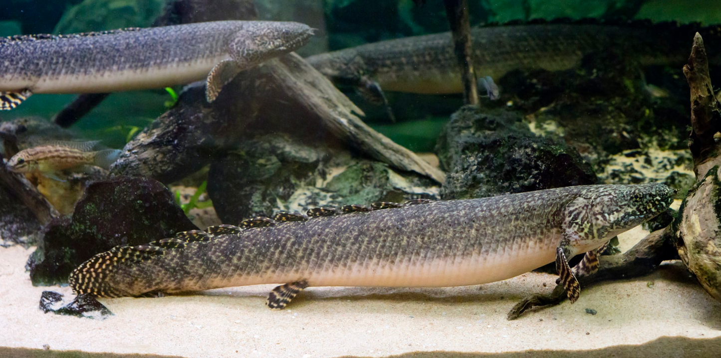 Ornate Bichir-S
