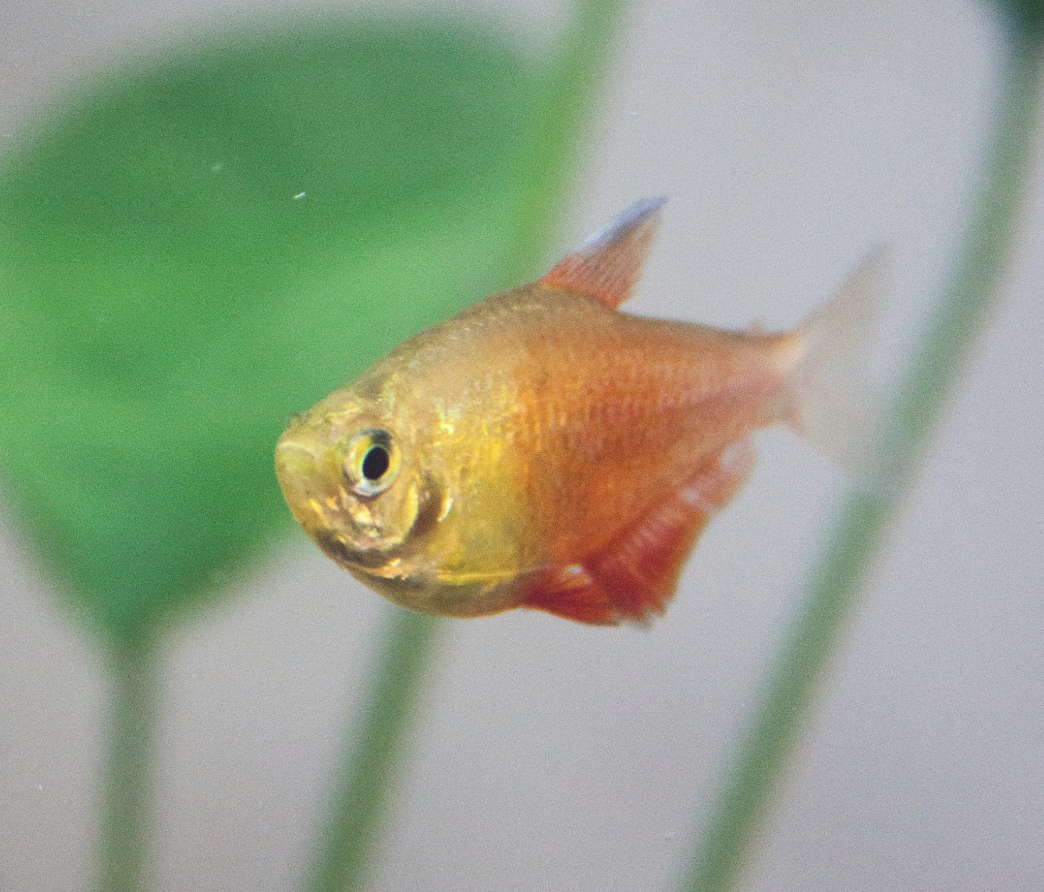 Orange Von Rio Tetra