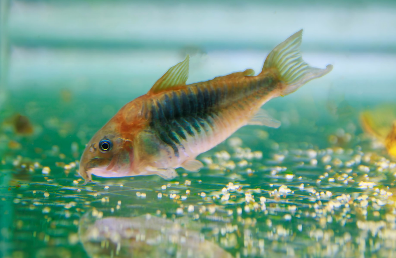 Orange Venezuelan Cory