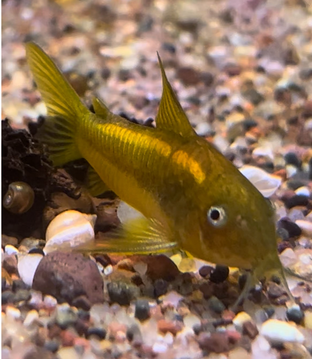 Orange Laser Cory