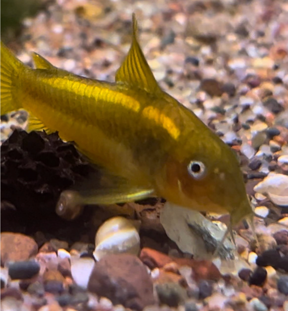Orange Laser Cory