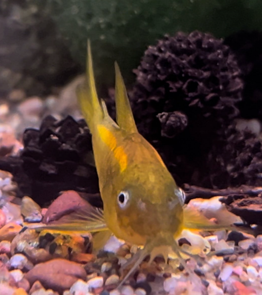 Orange Laser Cory