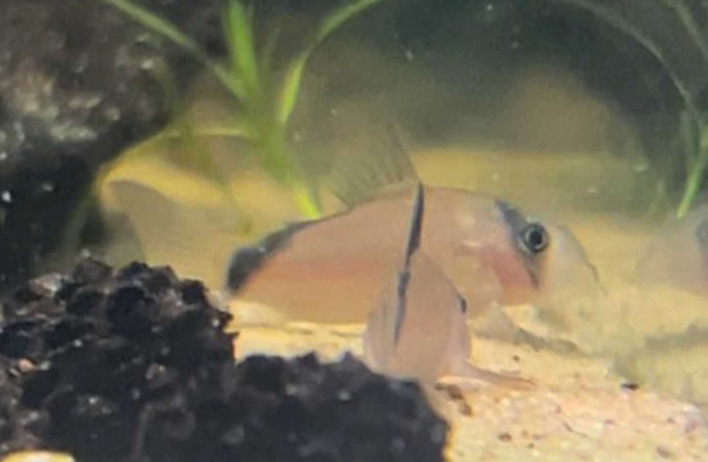 Meta Cory L