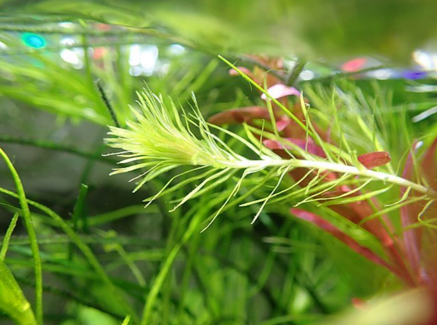 Mayaca fluviatilis-Bunch