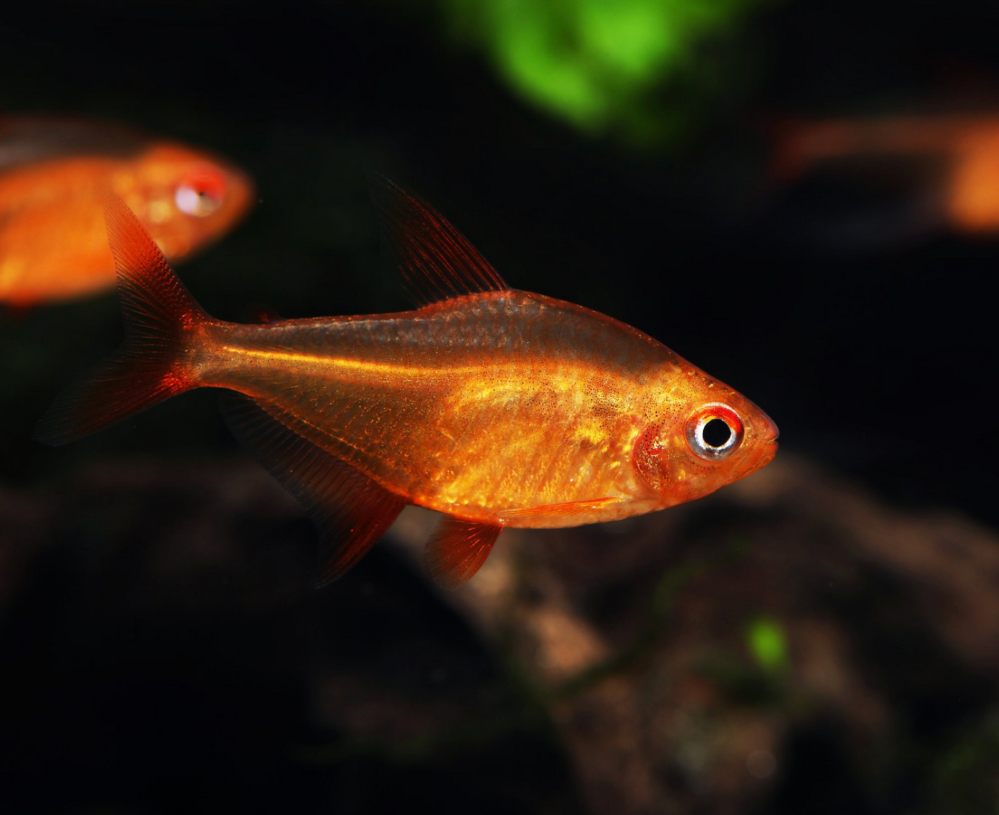 Mato Grosso Red Cherry Tetra
