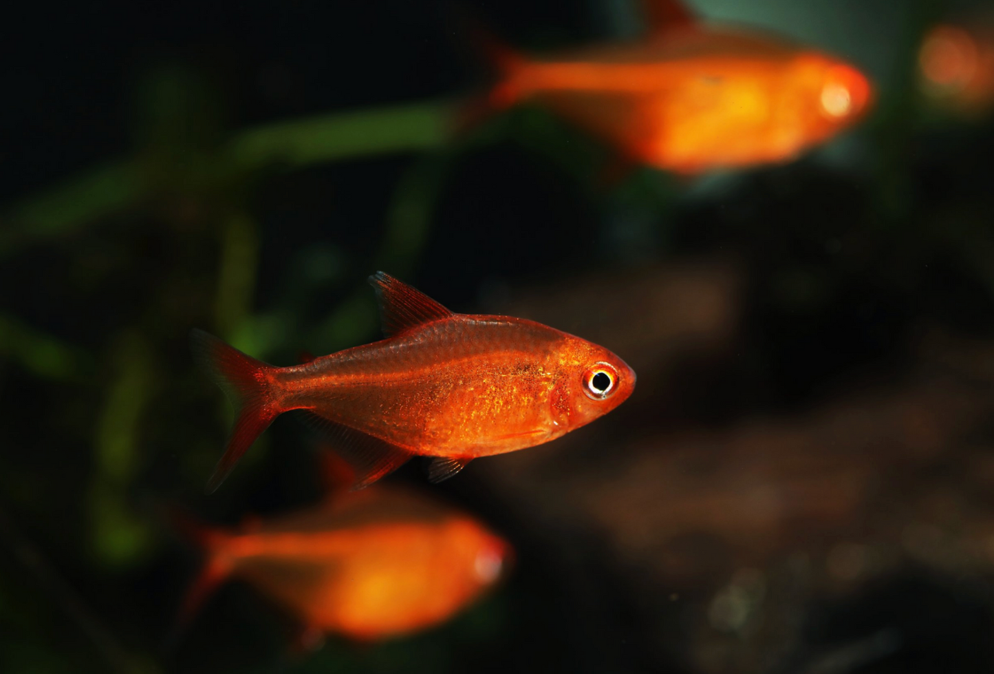 Mato Grosso Red Cherry Tetra