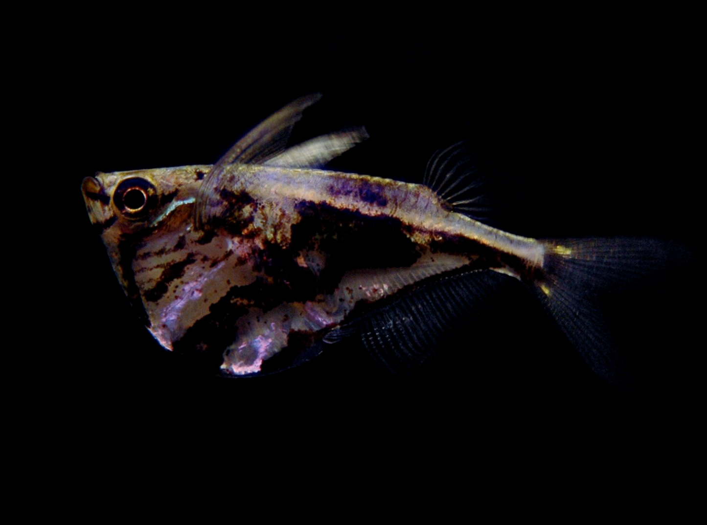 Marble Hatchetfish