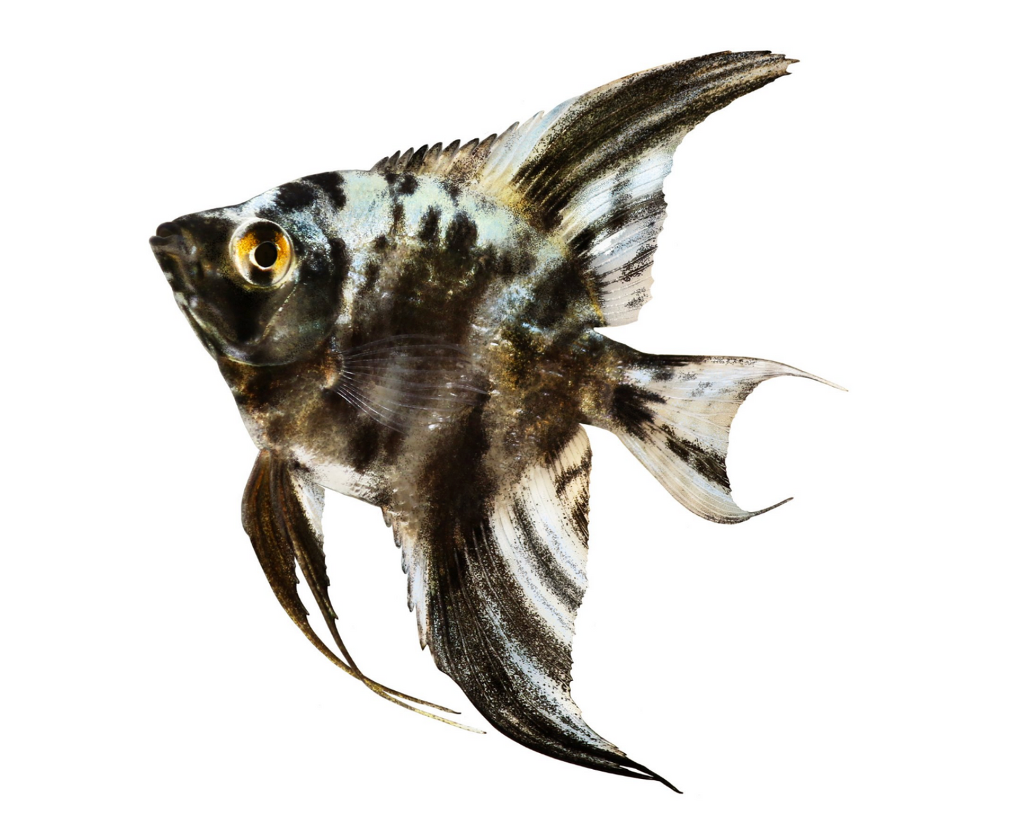 Marble Angelfish