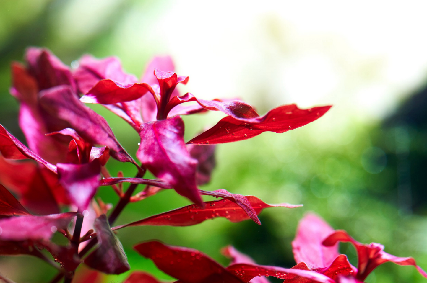Ludwigia repens "Super Red Mini" -Bunch
