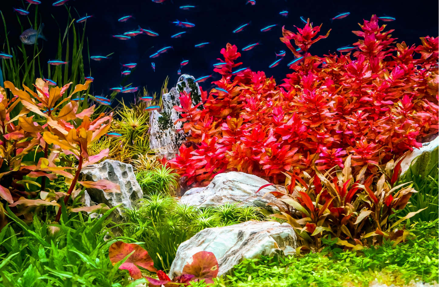Ludwigia repens "Super Red Mini" -Bunch