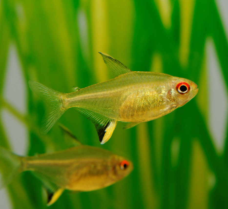 Lemon Tetra-S