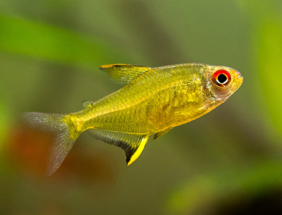 Lemon Tetra-S