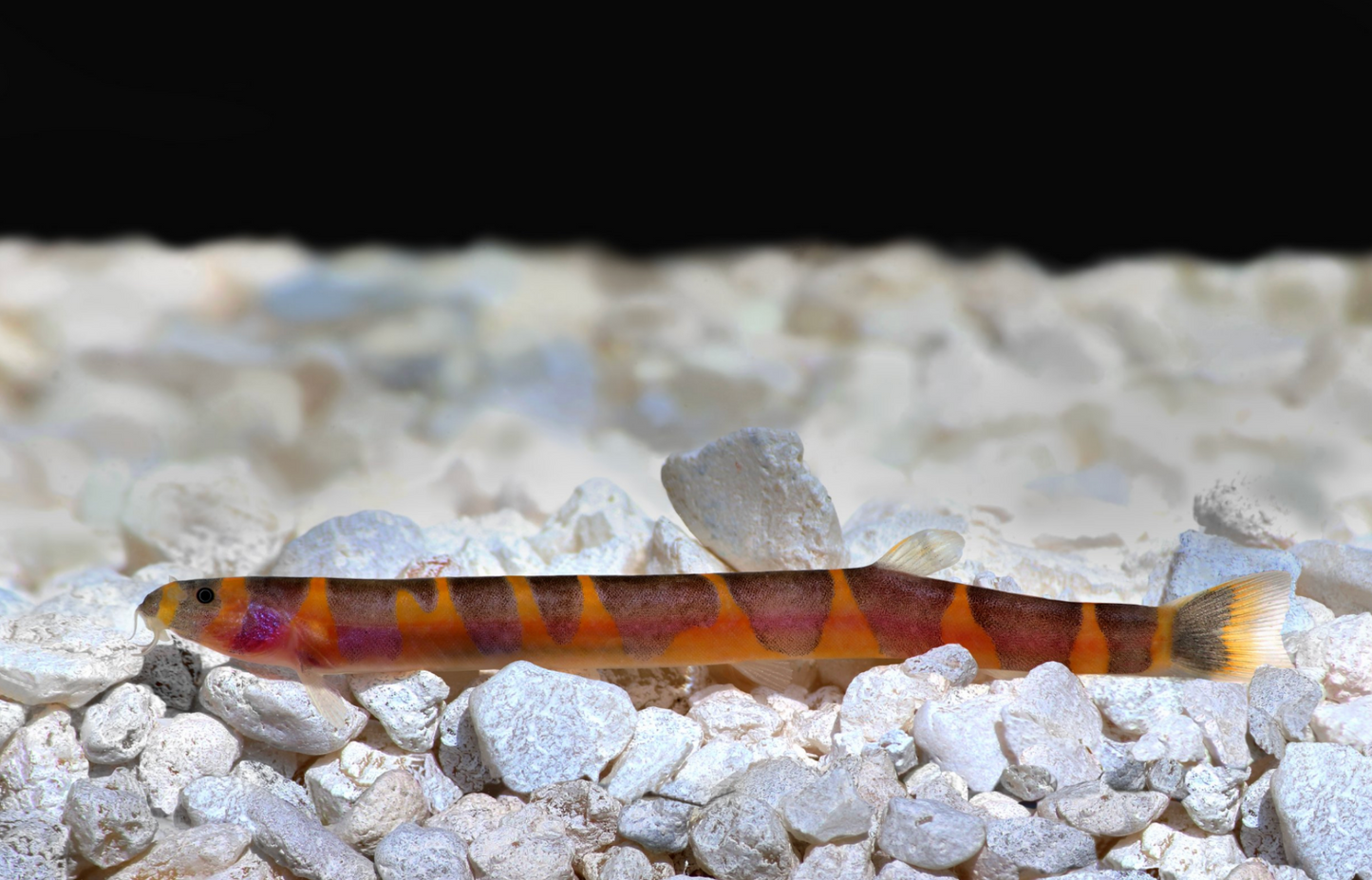 Kuhli Loach