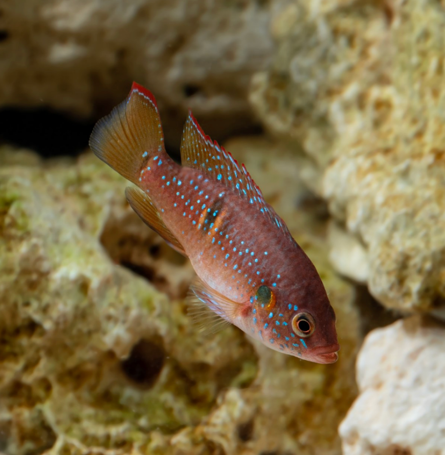 Jewel Cichlid-UNSEXED