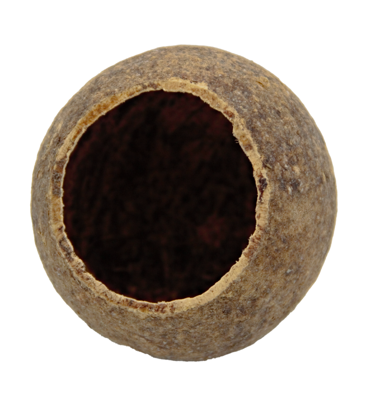 HydrOasis™ Wood Apple Pod 1 Ct