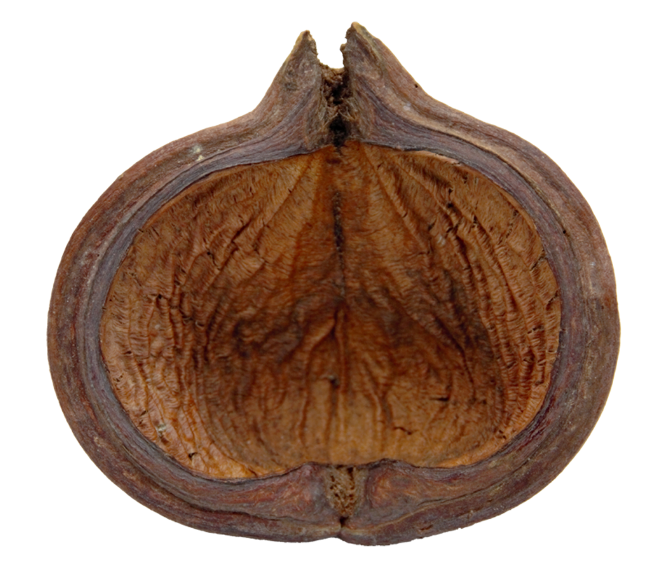 HydrOasis™ Thelambu Pod 1 Ct