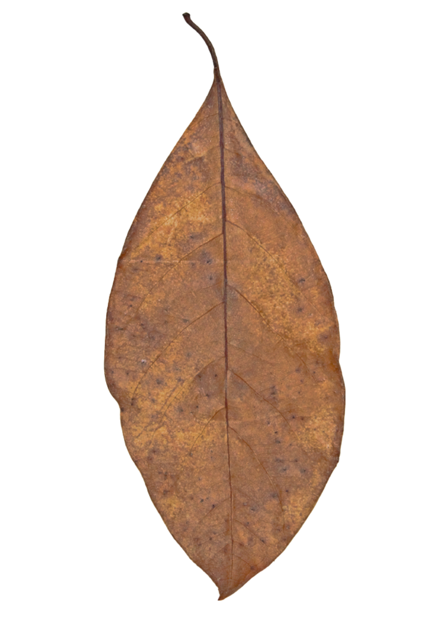 HydrOasis™ Jack Leaves 10 Ct