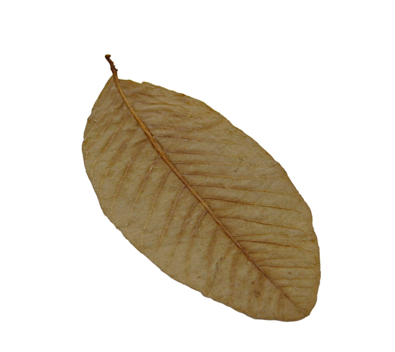 HydrOasis™ Guava Leaves 10 Ct