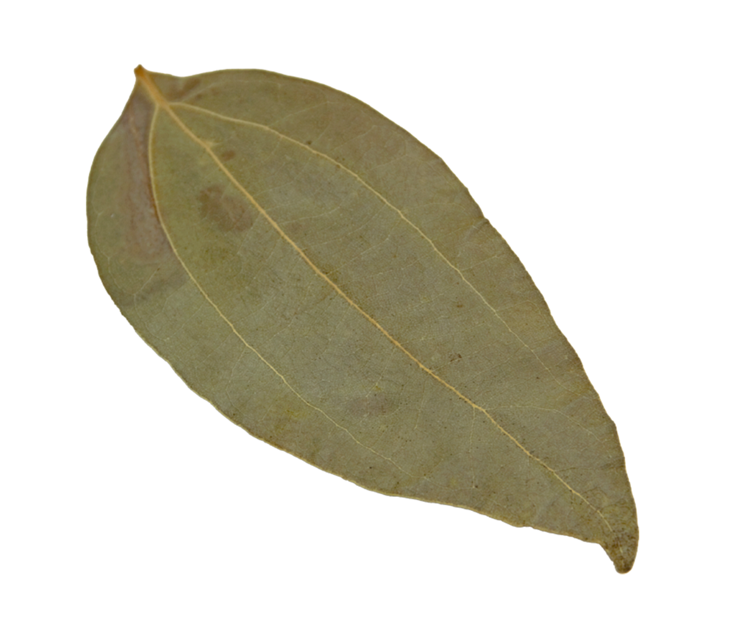 HydrOasis™ Cinnamon Leaves 10 Ct