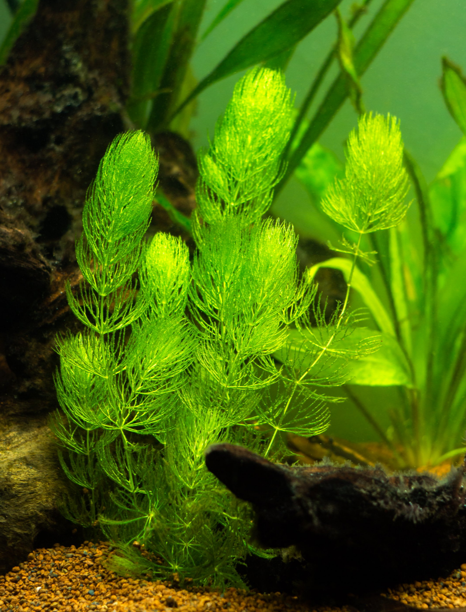 Hornwort Bunch