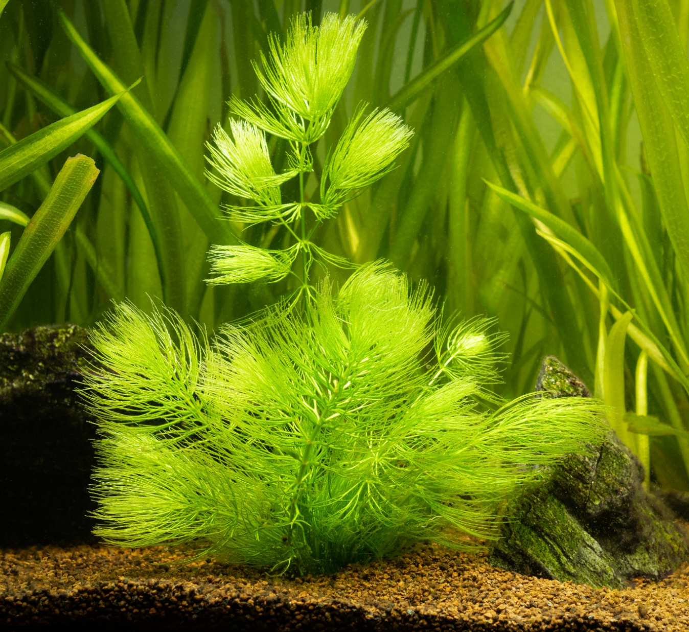 Hornwort Bunch