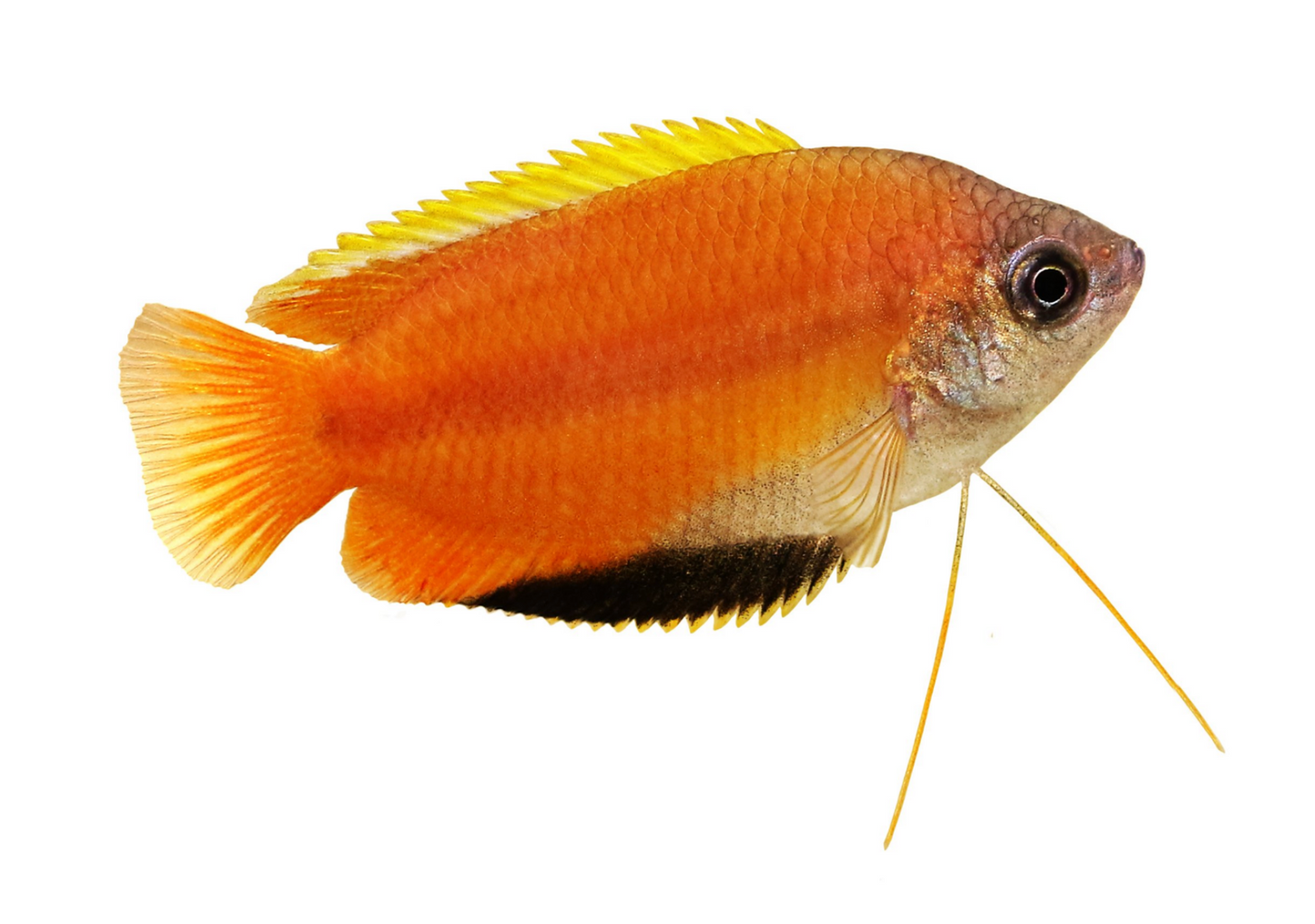 Honey Gourami- WILD UNSEXED