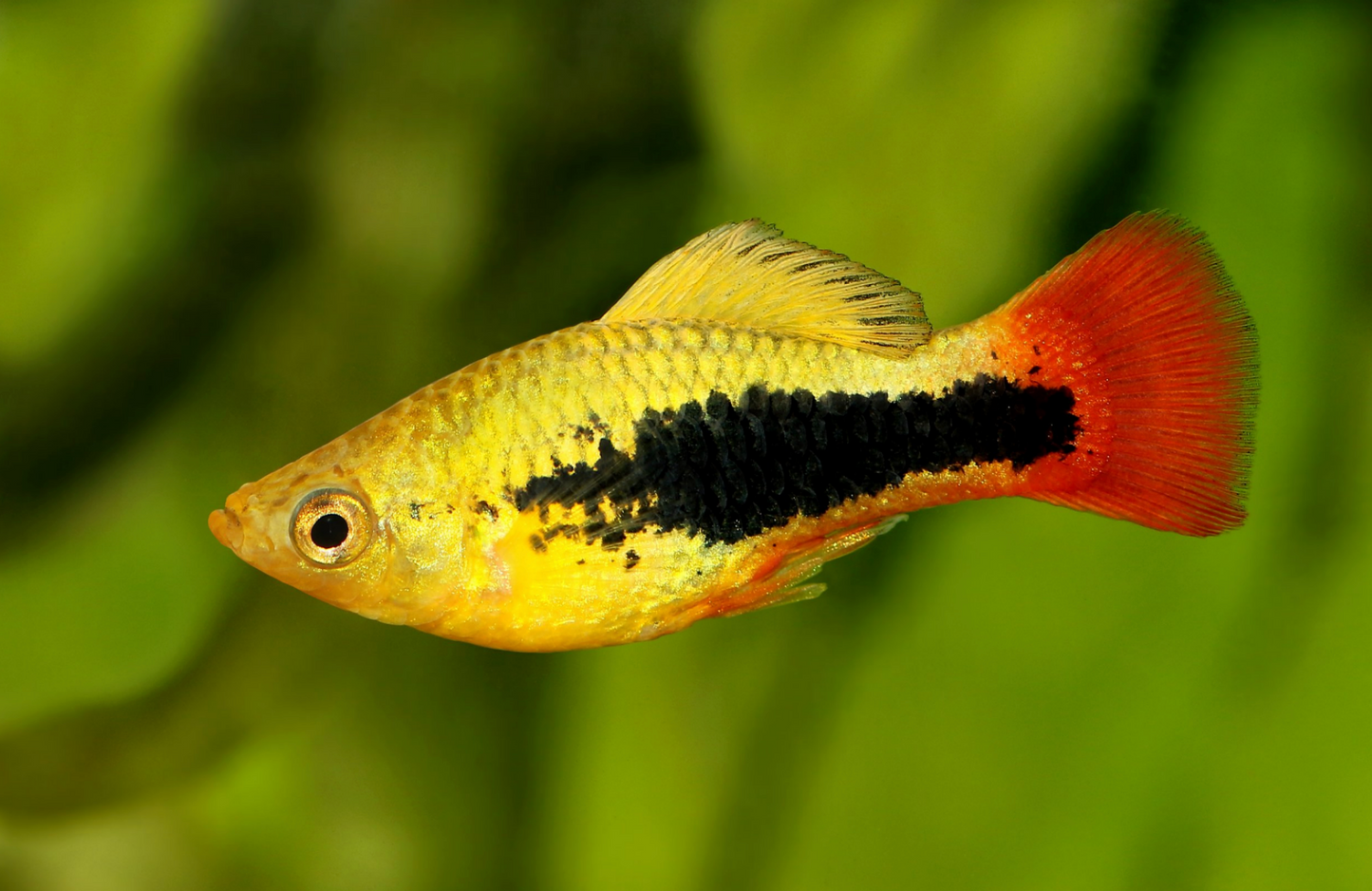 Hawaii Variatus
