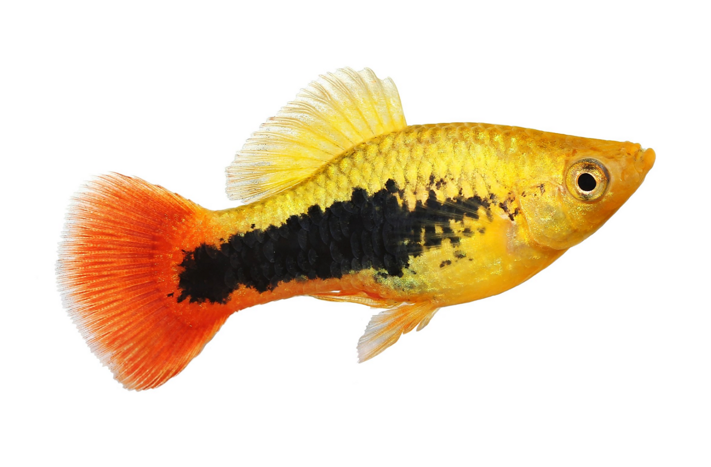 Hawaii Variatus